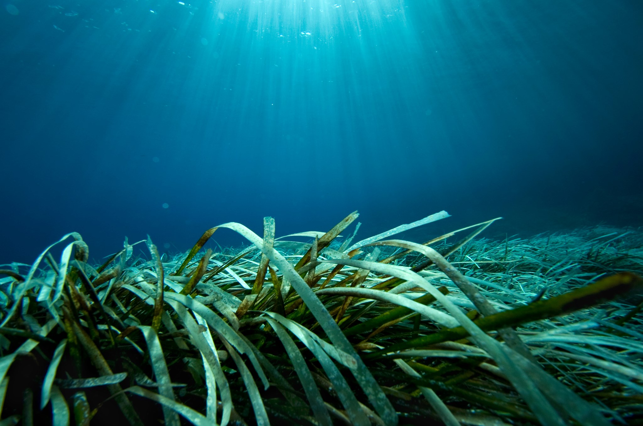 A close-up of a seagrass meadow lit up by the sun's rays in the sea, a place that is the source of many rare ocean baby names