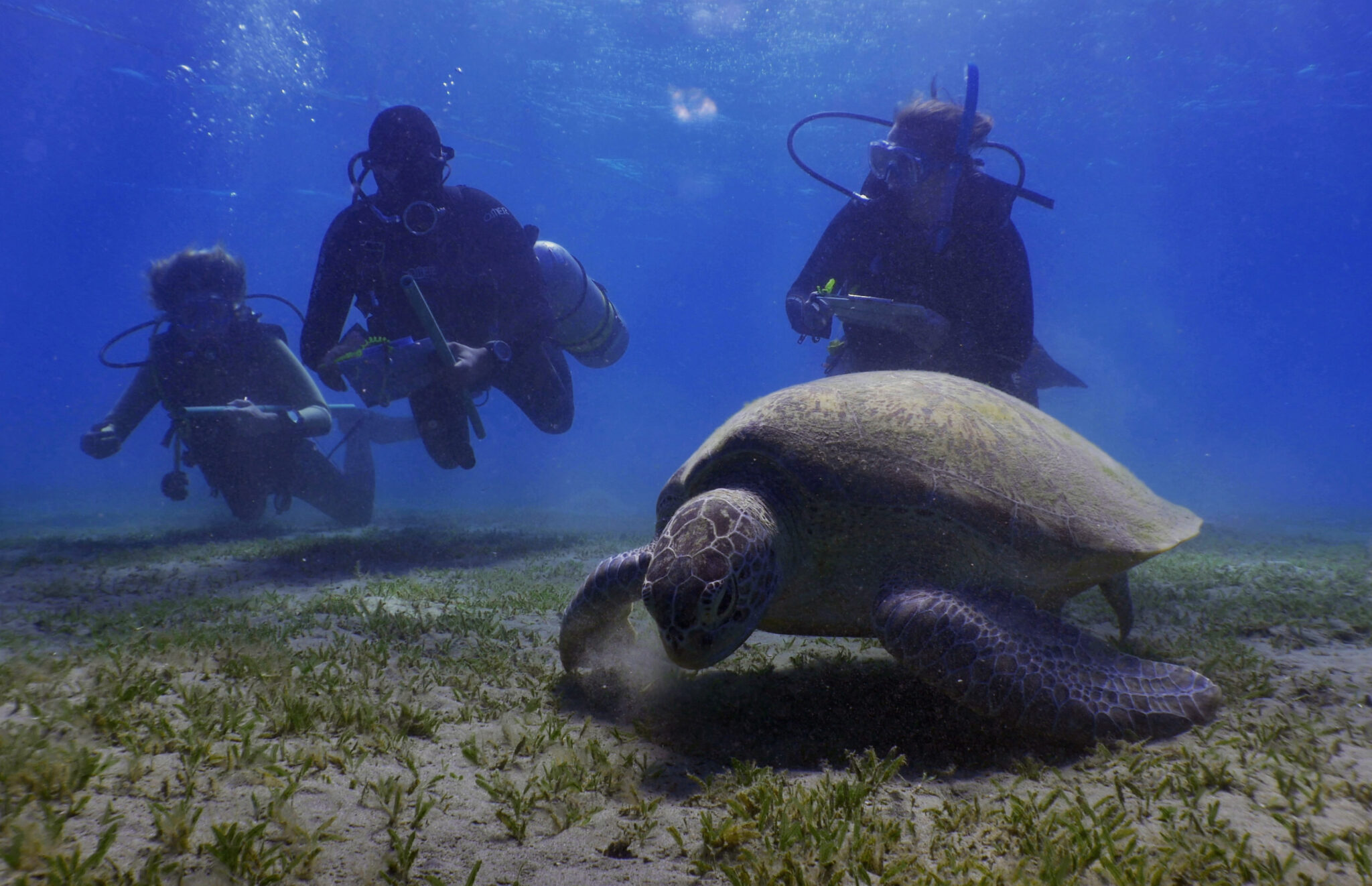 Divers survey a sea turtle while it eats seagrass