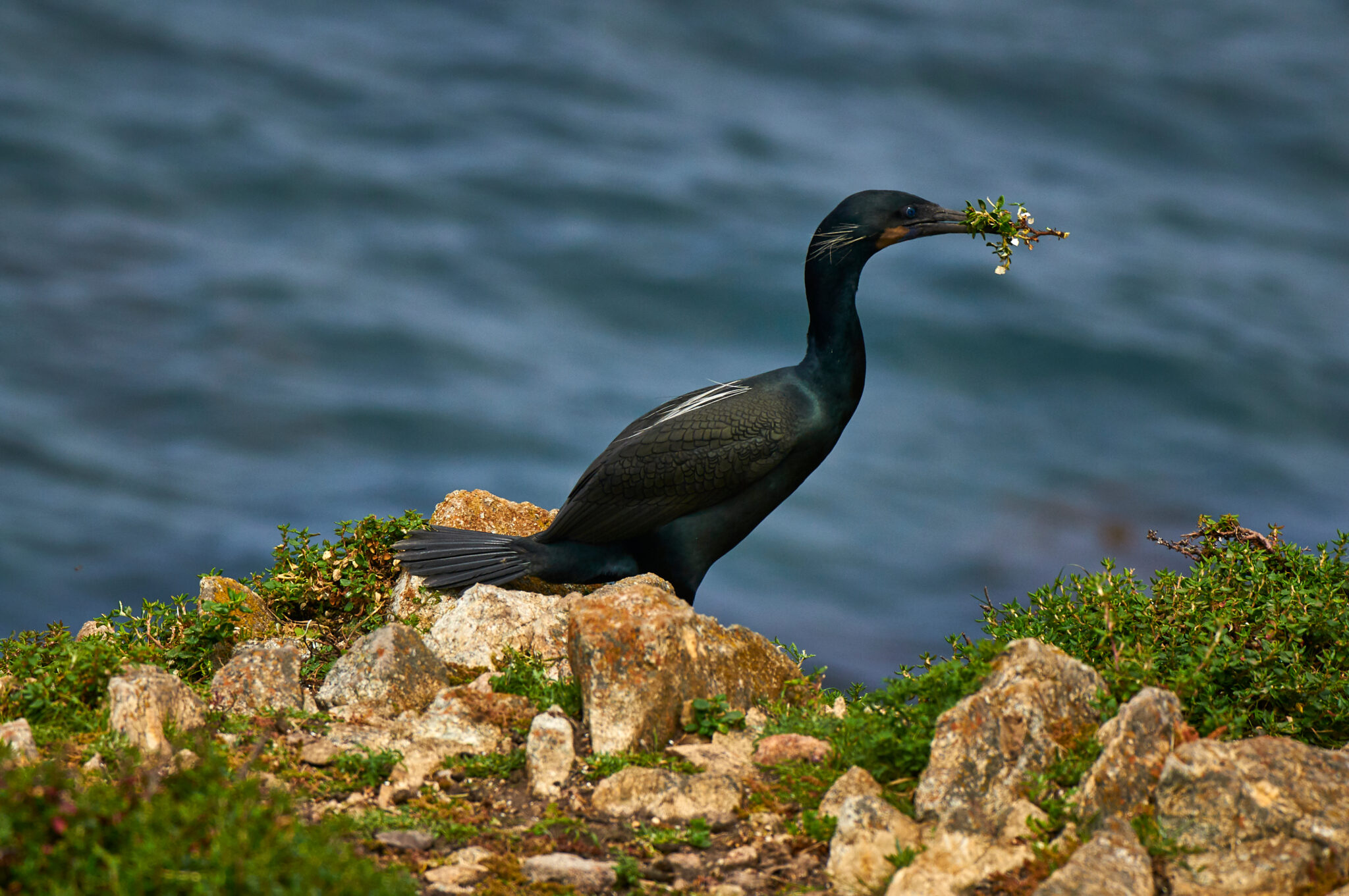 Four Birds You Might See Underwater While Diving