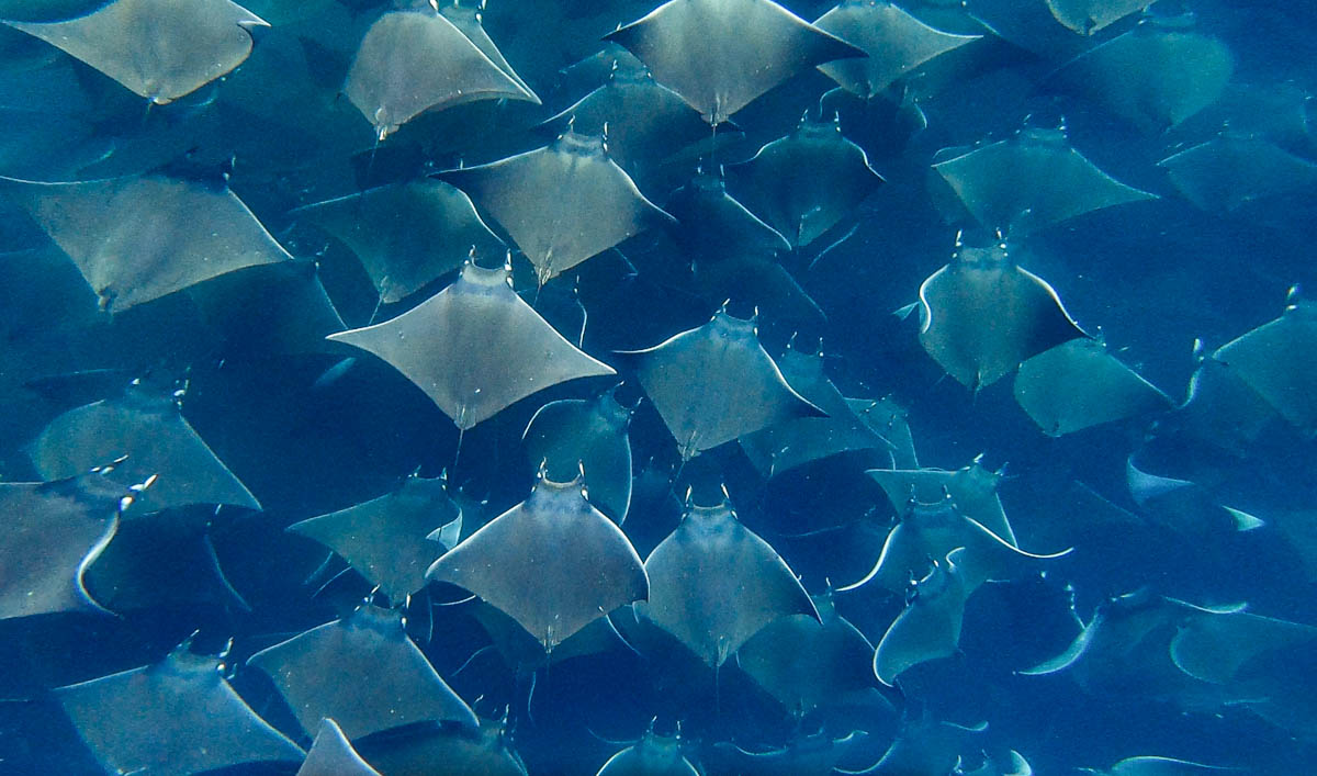 rayas mobula en peninsula baja