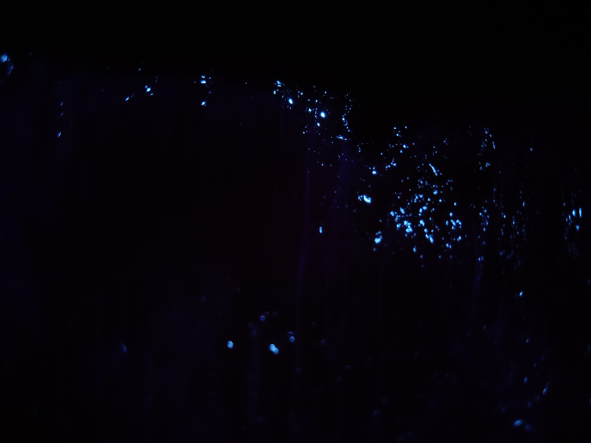 The glowing blue dots of bioluminescent ostracods in the Caribbean, a courtship display that looks like underwater fireflies