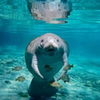 a manatee in a spring in florida