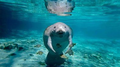 a manatee in a spring in florida