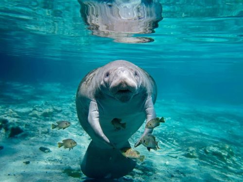 a manatee in a spring in florida