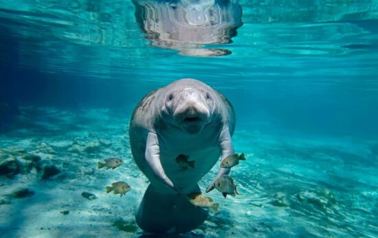 a manatee in a spring in florida