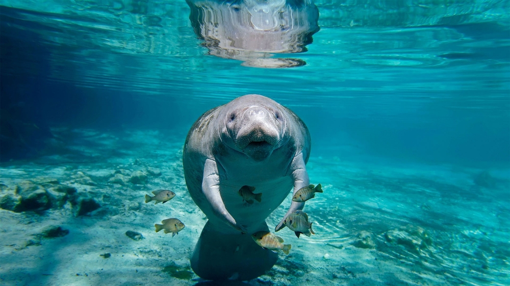 Manatee in the clear shallow waters of Florida.