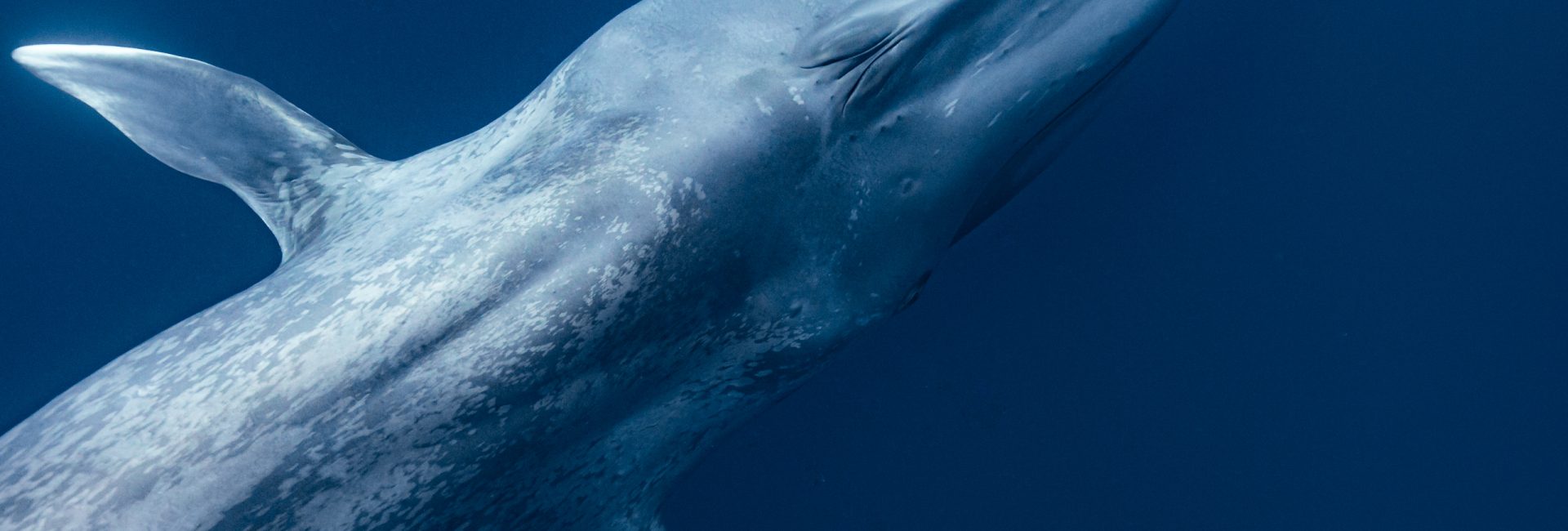 9 Tips on How to Photograph Marine Wildlife