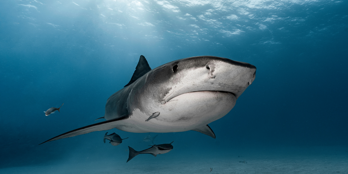 CITES: i PADI Diver ottengono una vittoria storica per la protezione di squali e razze.