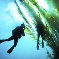 Duikvaker feature image