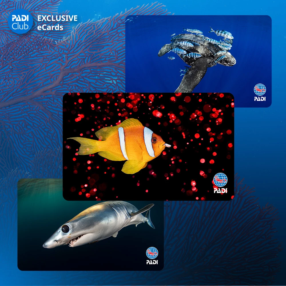 Exclusive PADI Club eCards