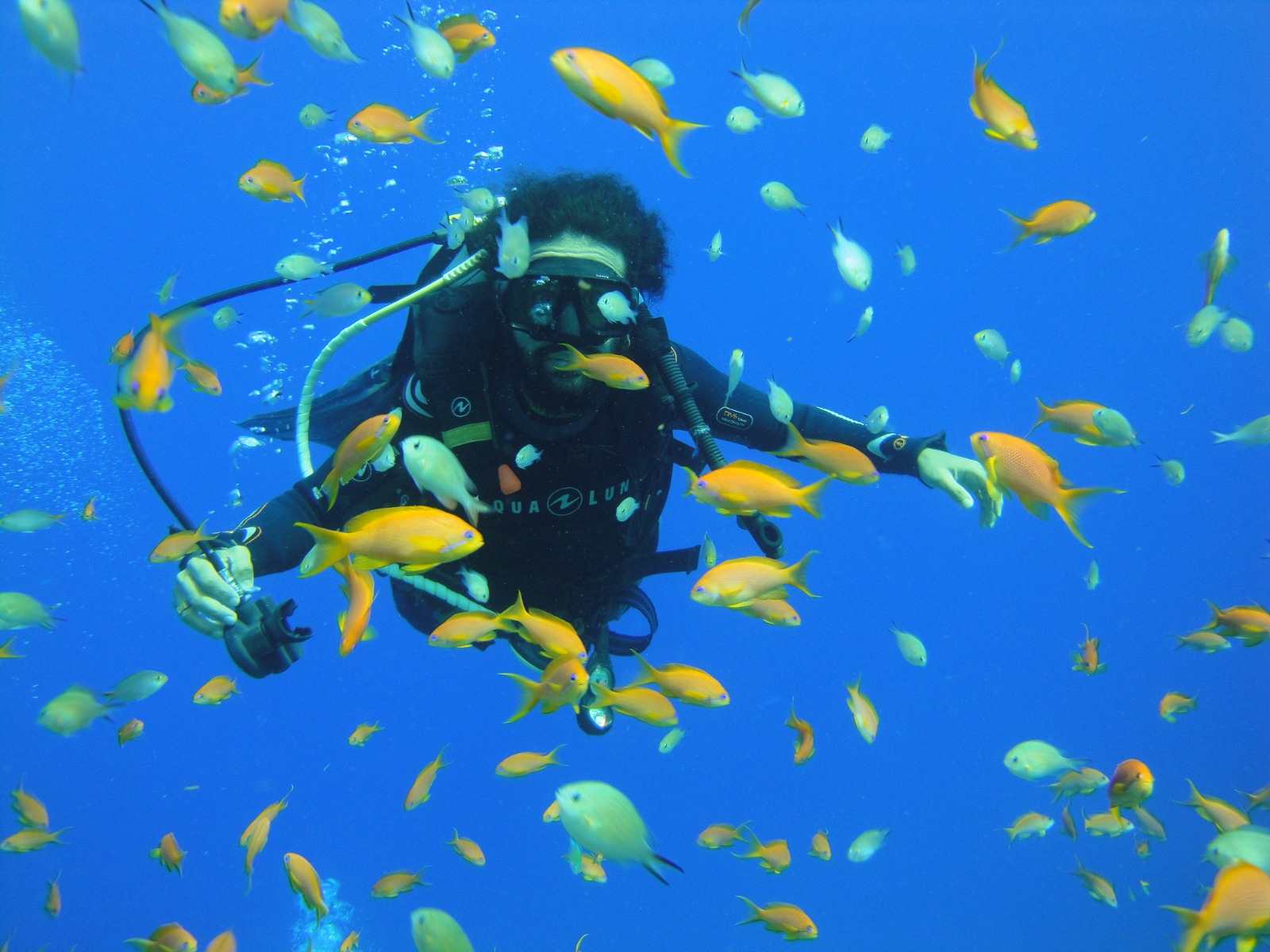 Ambassadiver Che Kothari underwater with anthias