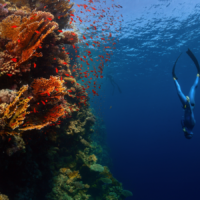 freediver descending next to a coral reef