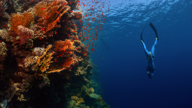 freediver descending next to a coral reef