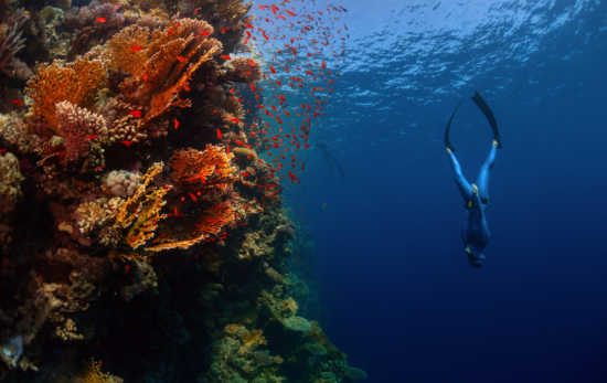 freediver descending next to a coral reef