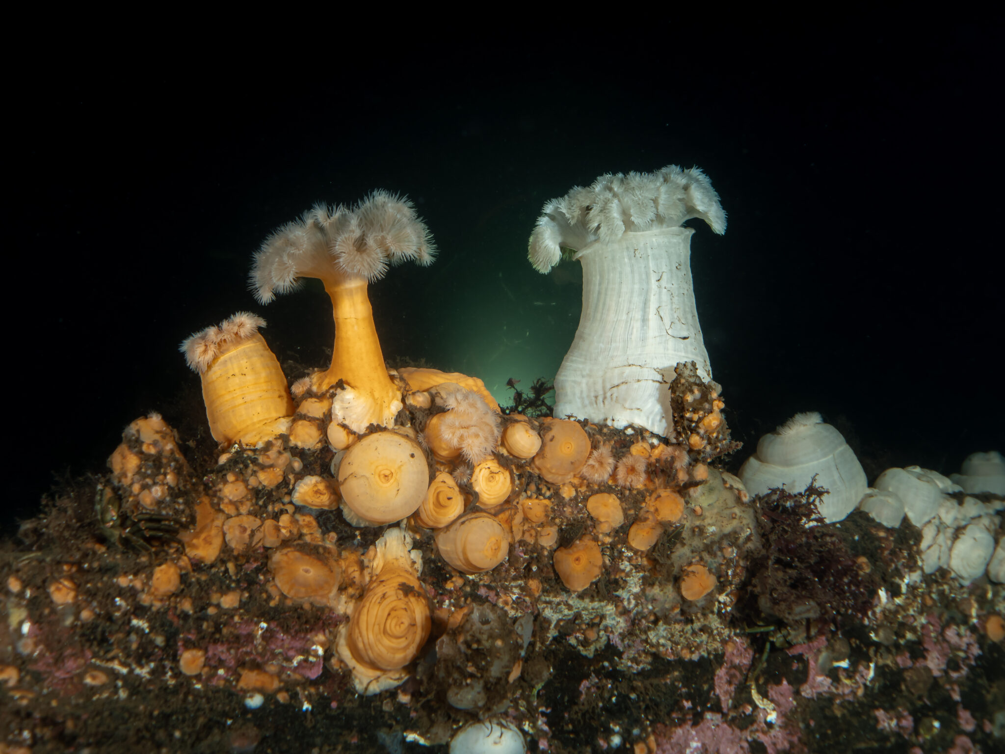 anemones underwater in scotaland