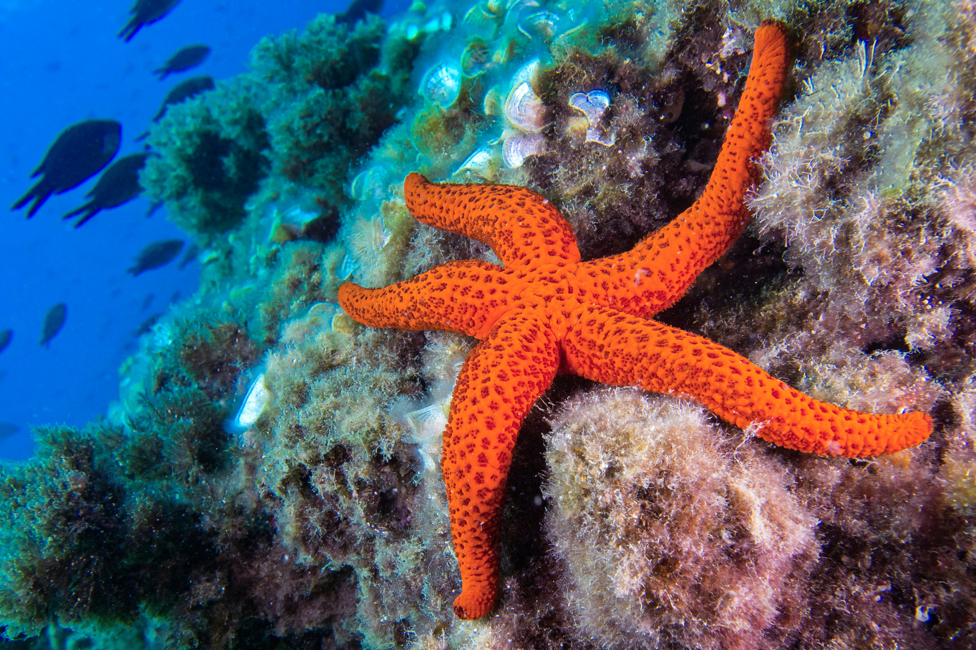 Starfish on live rock, underwater image 