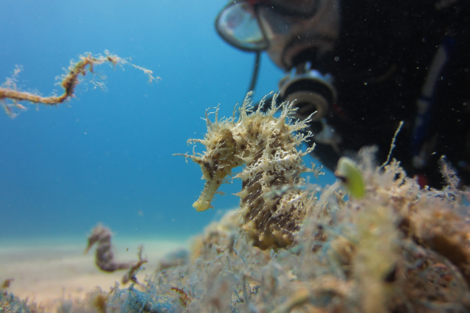 Scuba diver looking at seahorses during a dive