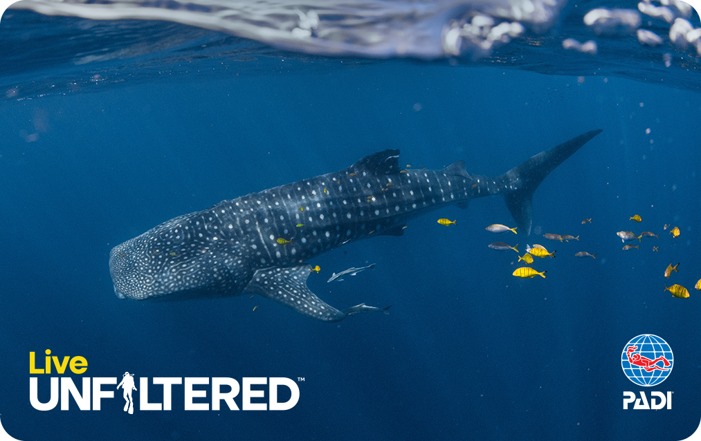 PADI Live Unfiltered Whale Shark Card