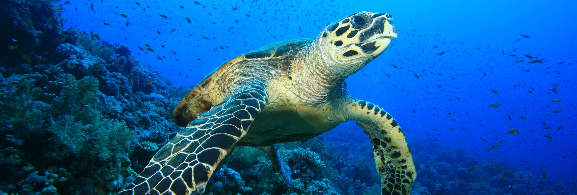 6 Facts About Endangered Marine Species