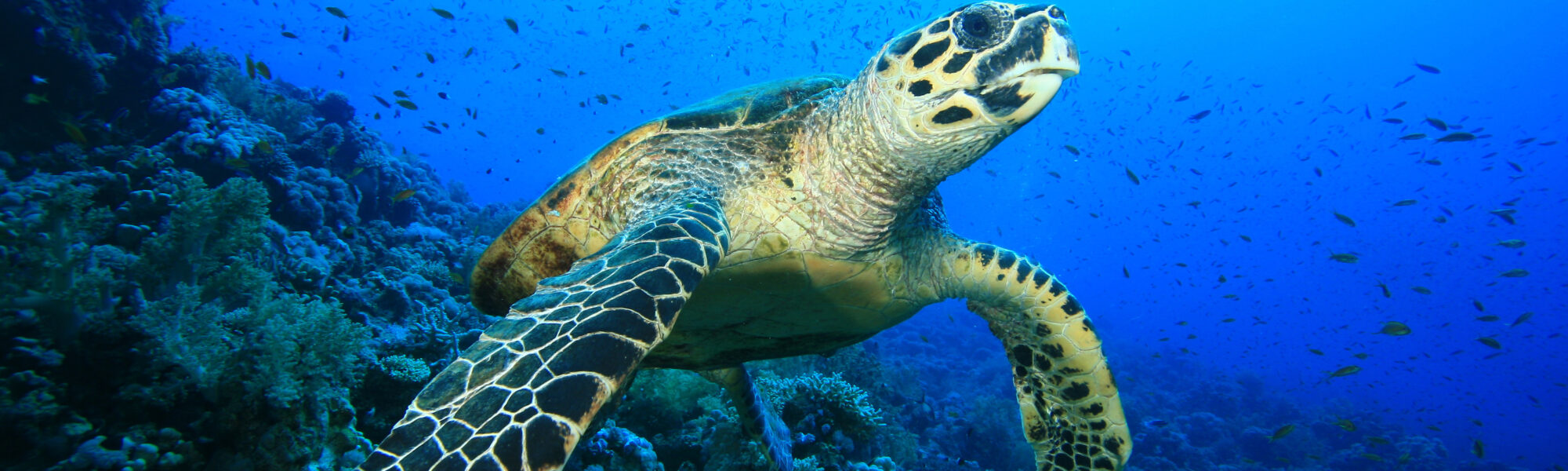 6 Facts About Endangered Marine Species
