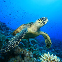 Best diving destinations with turtles