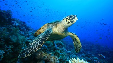 Best diving destinations with turtles