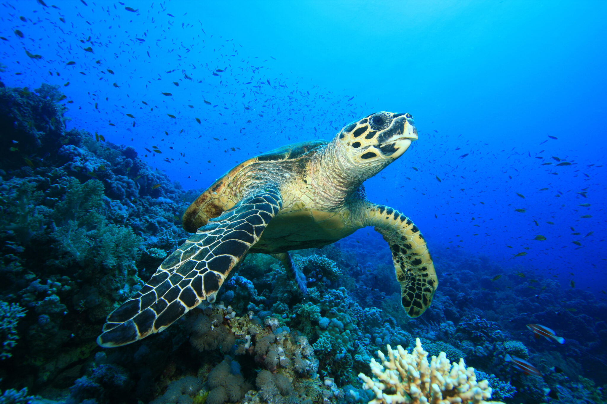 A hawksbill turtle on a coral reef and one of five turtle species you can see nesting during a March scuba trip in Mozambique