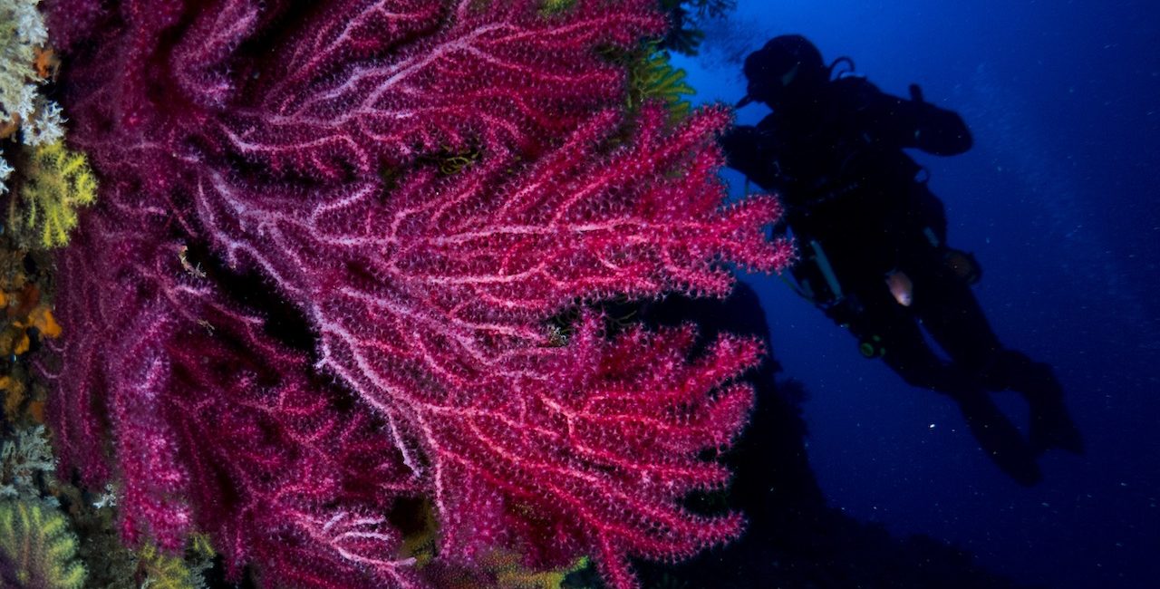 Los Mejores Sitios de Buceo en Barcelona