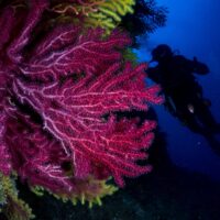 a deep sea diver explores the coast of Barcelona, Spain where he or she finds colorful corals.