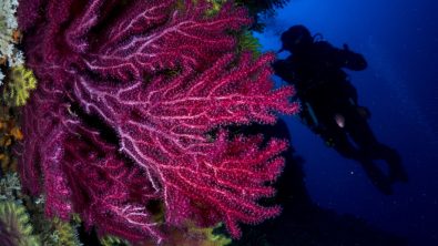 a deep sea diver explores the coast of Barcelona, Spain where he or she finds colorful corals.