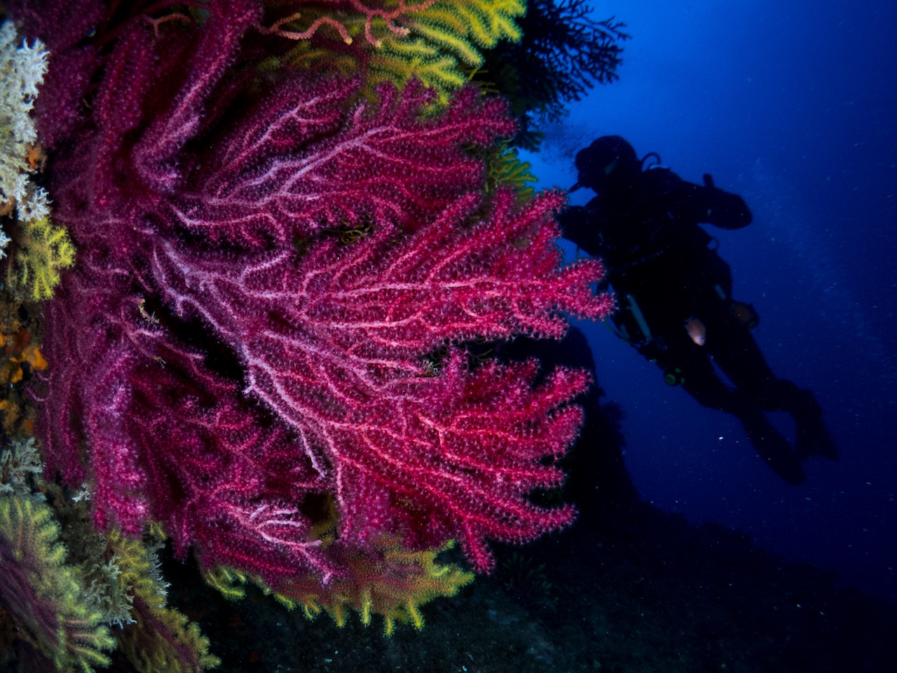 a deep sea diver explores the coast of Barcelona, Spain where he or she finds colorful corals.