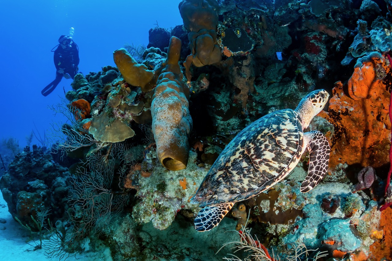 one of the best places to learn to dive in mexico is shown here - cozumel