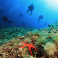 A group of divers floats over a sea star in Spain