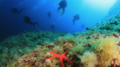 A group of divers floats over a sea star in Spain