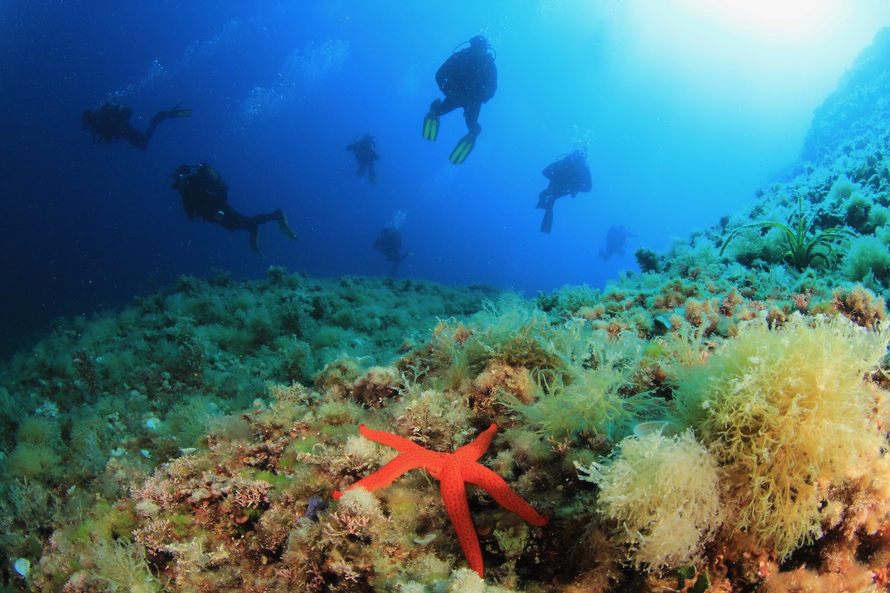 A group of divers floats over a sea star in Spain