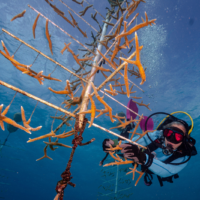female-led marine conservation projects