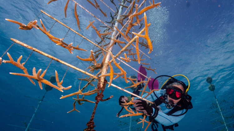 female-led marine conservation projects