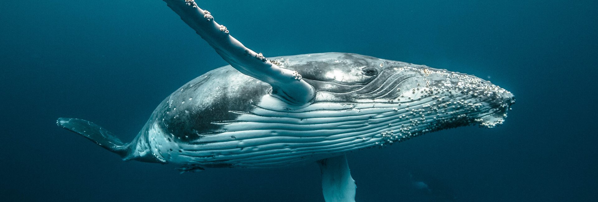 PADI is de nieuwe partner van de internationale Ocean Film Tour Vol. 9 