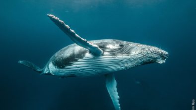 padi is the new sponsor of the ocean film tour. This poster shows a humpback whale underwater waving to the camera.