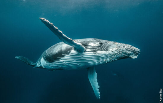 padi is the new sponsor of the ocean film tour. This poster shows a humpback whale underwater waving to the camera.