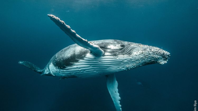 padi becomes a sponsor of the ocean film festival. This poster shows a humpback whale underwater waving to the camera.