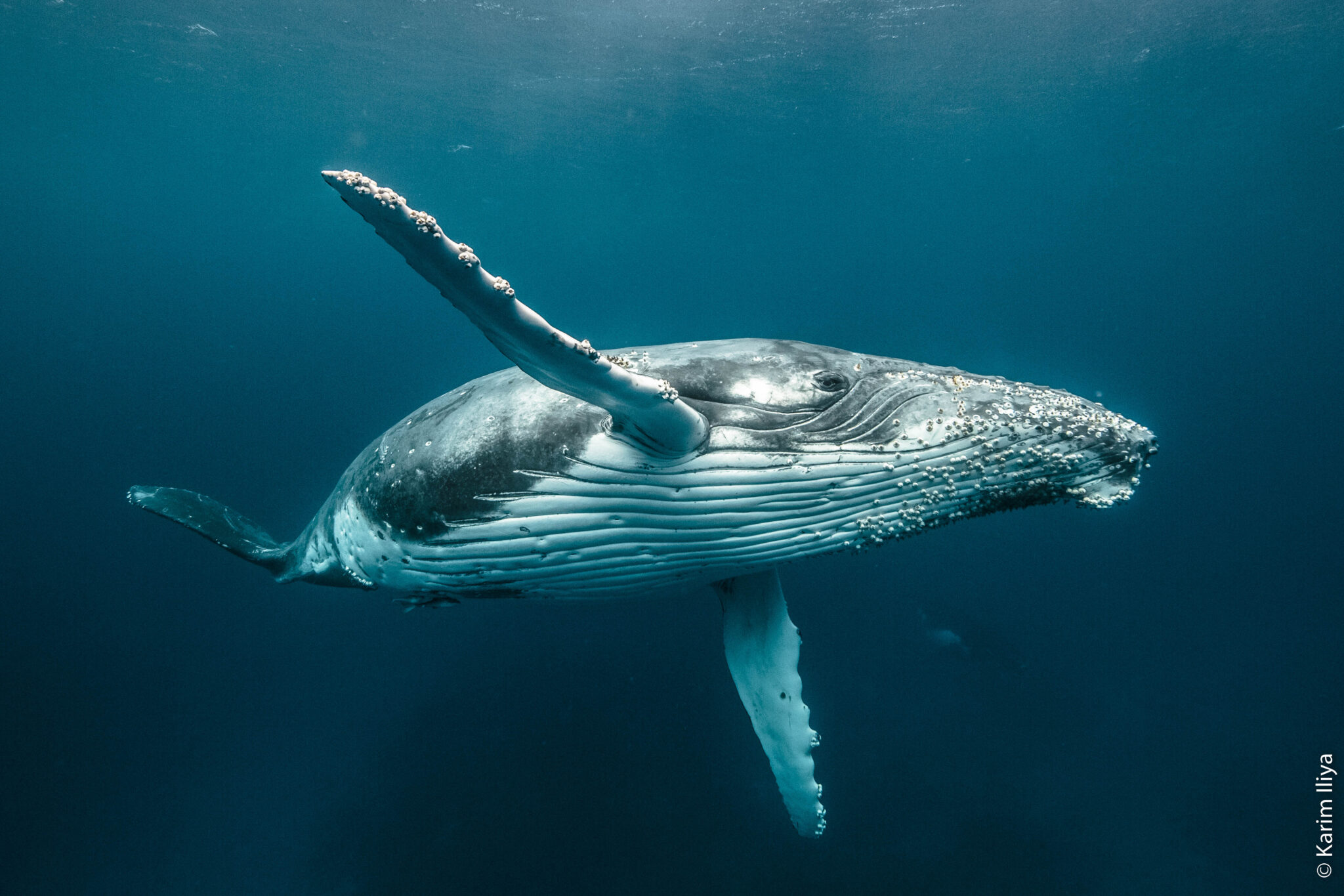 padi becomes a sponsor of the ocean film festival. This poster shows a humpback whale underwater waving to the camera.