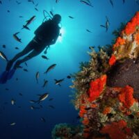 diver underwater next to some red coral on a wreck in Greece