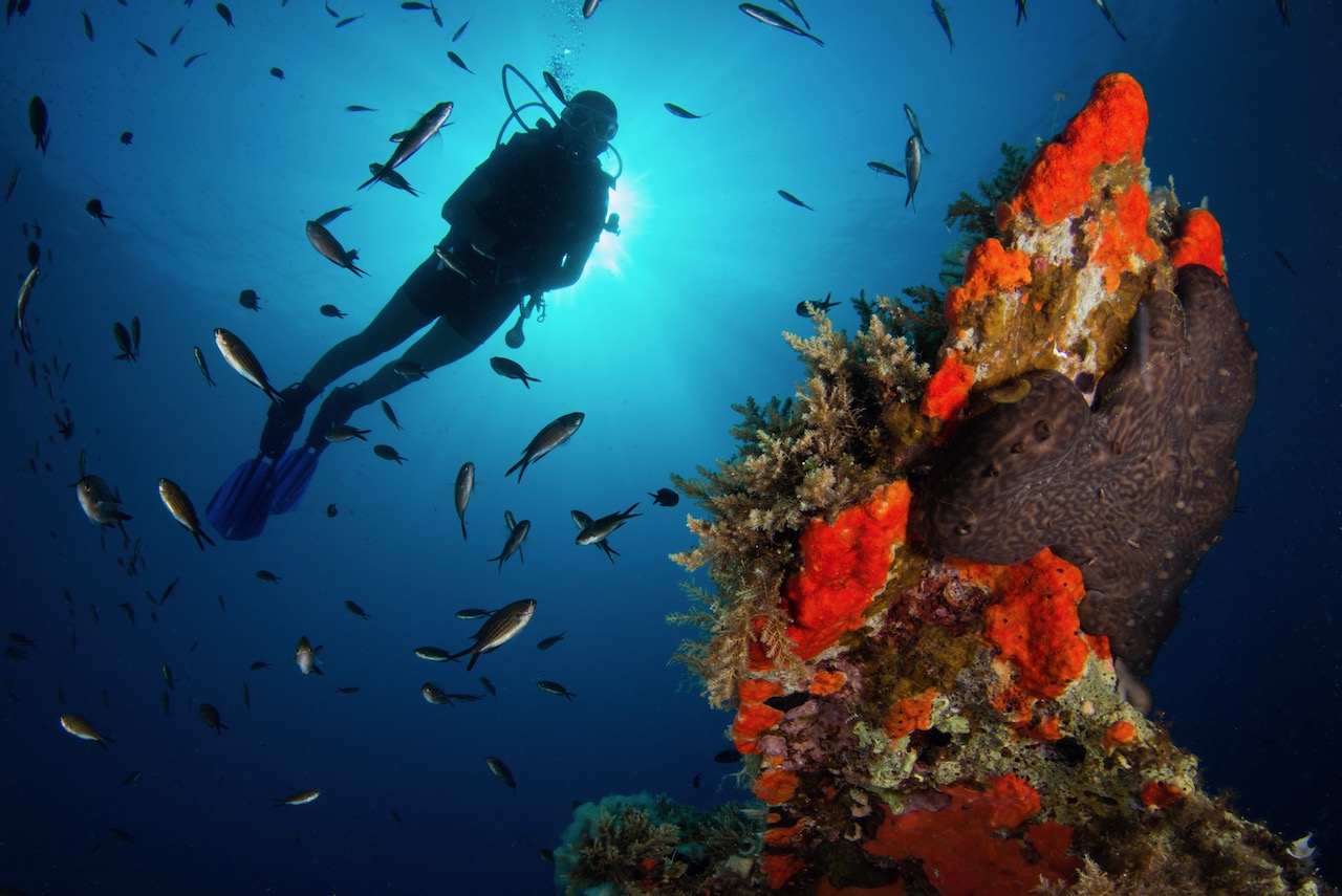 diver underwater next to some red coral on a wreck in Greece