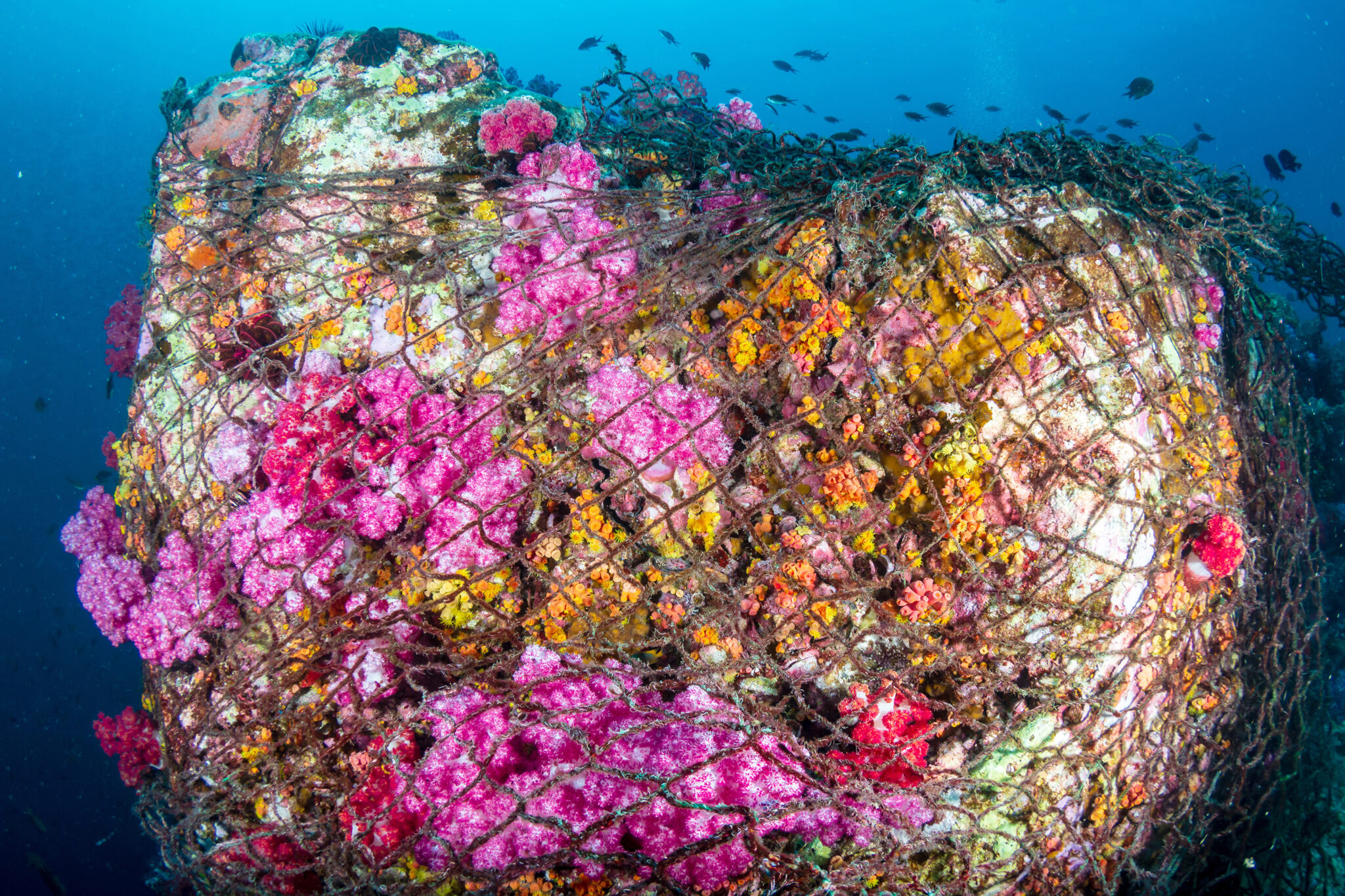 a ghost net covering a coral reef