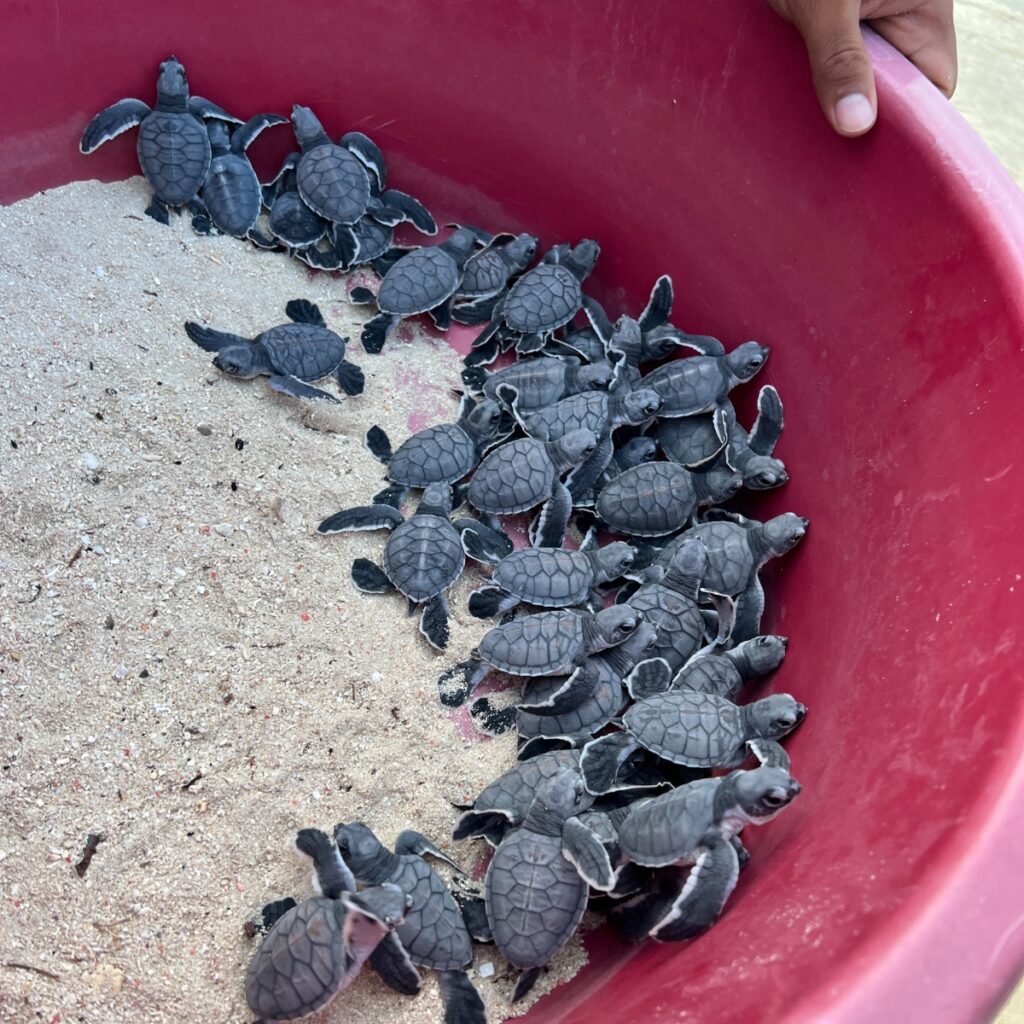 a bunch of turtle hatchlings are pictured in a bucket, getting ready to be released into the ocean