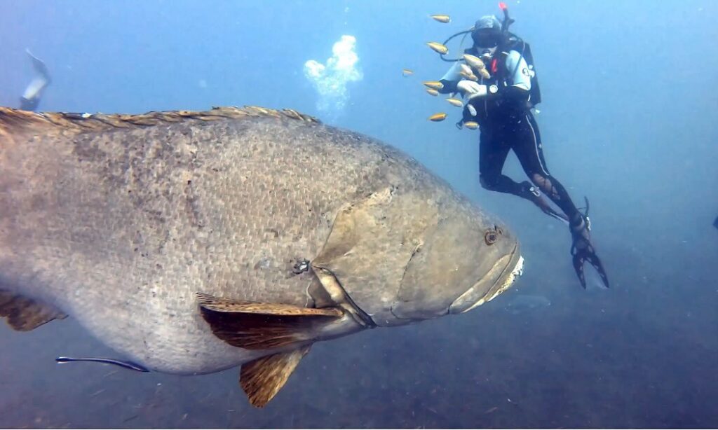 A female scuba diver floats in the background as a large fish swims between her and the camera