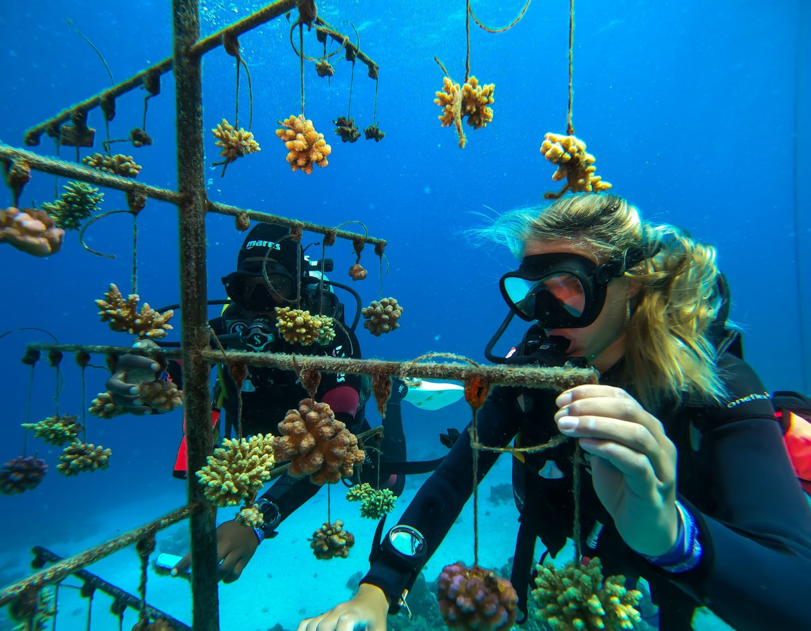 Coral Restoration project at Dodo Divers
Photo credit: Dodo Divers Ltd. 