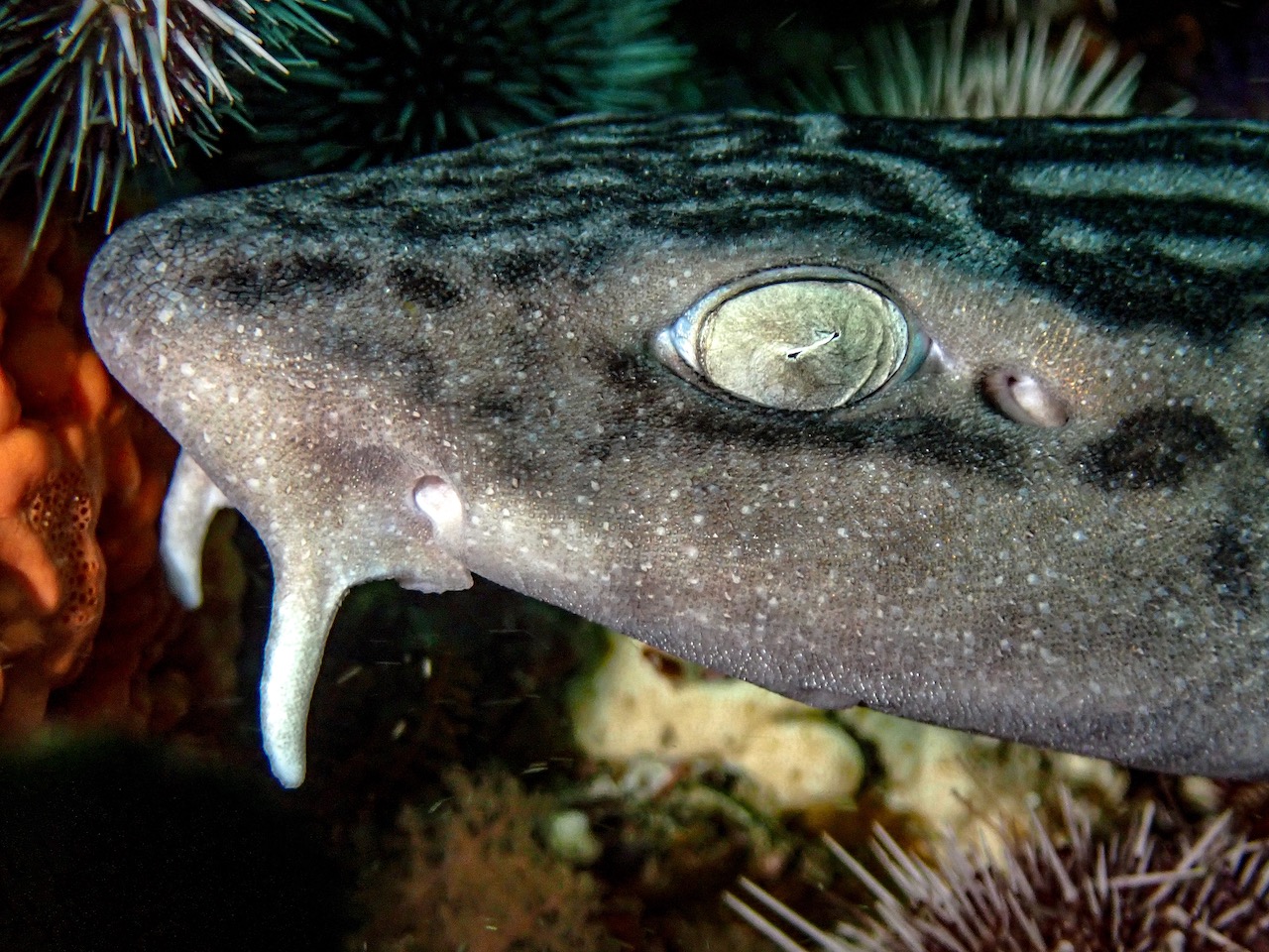 A shark poses for the camera in Cape Town at night