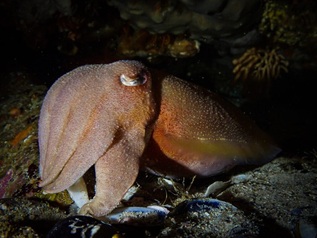 Night Diving in Cape Town, South Africa